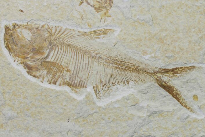 Bargain, Fossil Fish (Diplomystus) - Wyoming #159531
